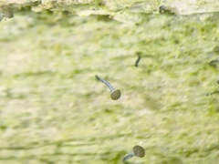 Chaenotheca xyloxena