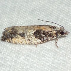 Epinotia nisella