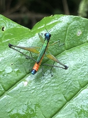 Eumastax