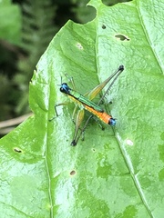 Eumastax