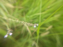 Verbena