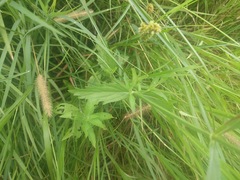 Verbena