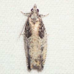 Epinotia nisella