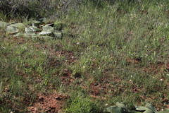 Pauridia serrata albiflora