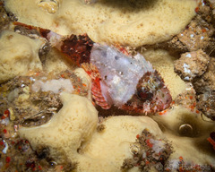 Lowfin Scorpionfish photo 2