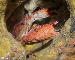 Goniosupradens hawaiensis