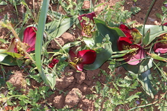 Colchicum coloratum pulchrum