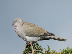 Streptopelia decaocto