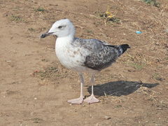 Larus michahellis