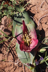 Colchicum coloratum pulchrum