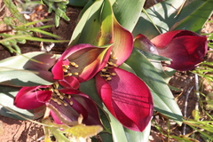 Colchicum coloratum pulchrum