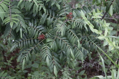 Rhus glabra
