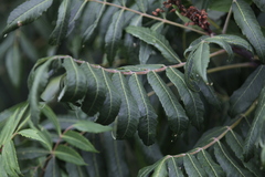 Rhus glabra