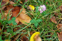 Trifolium pratense