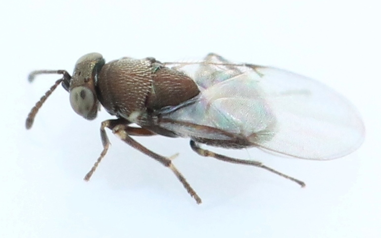 Blastothrix