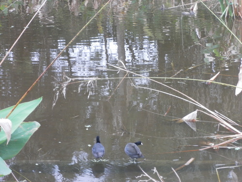 Fulica americana image