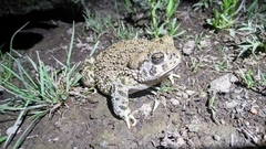 Anaxyrus compactilis