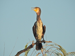 Phalacrocorax carbo