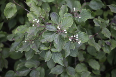 Cornus drummondii