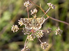 Spialia orbifer