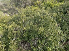 Azima tetracantha