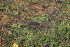 Lapeirousia oreogena