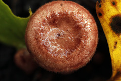 Lactarius spinosulus