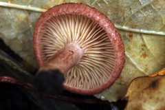 Lactarius spinosulus