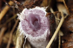 Thaxterogaster porphyropus