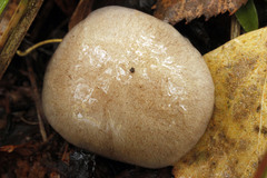 Thaxterogaster porphyropus