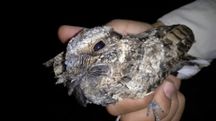 Antrostomus arizonae