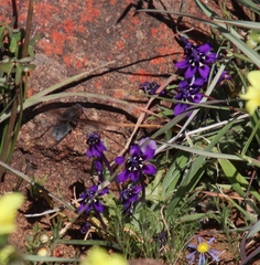 Lapeirousia oreogena