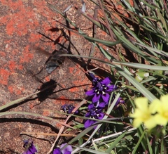 Lapeirousia oreogena