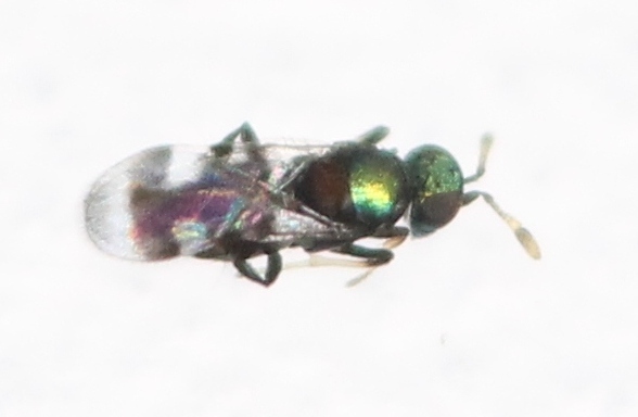 Habrolepis dalmanni