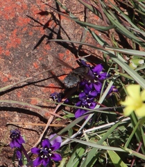 Lapeirousia oreogena