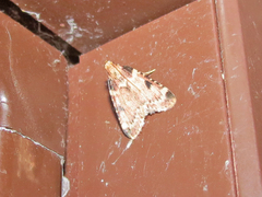 Aglossa costiferalis