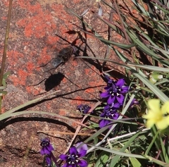 Lapeirousia oreogena