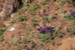 Lapeirousia oreogena