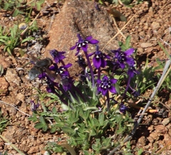 Lapeirousia oreogena