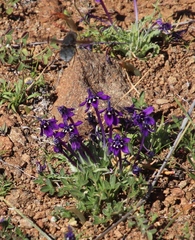 Lapeirousia oreogena