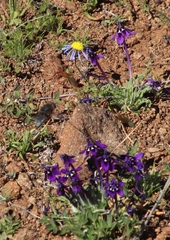 Lapeirousia oreogena