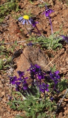 Lapeirousia oreogena