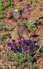 Lapeirousia oreogena