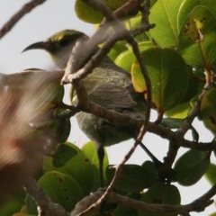 Chlorodrepanis flava