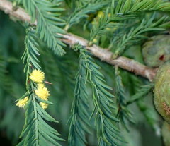 Taxodiomyia