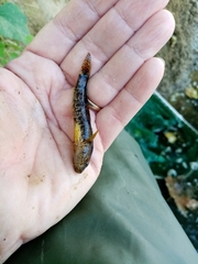 Proterorhinus semilunaris
