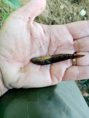 Proterorhinus semilunaris