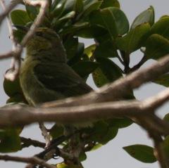 Chlorodrepanis flava