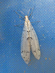 Dendroleon obsoletus