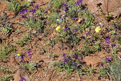 Lapeirousia oreogena